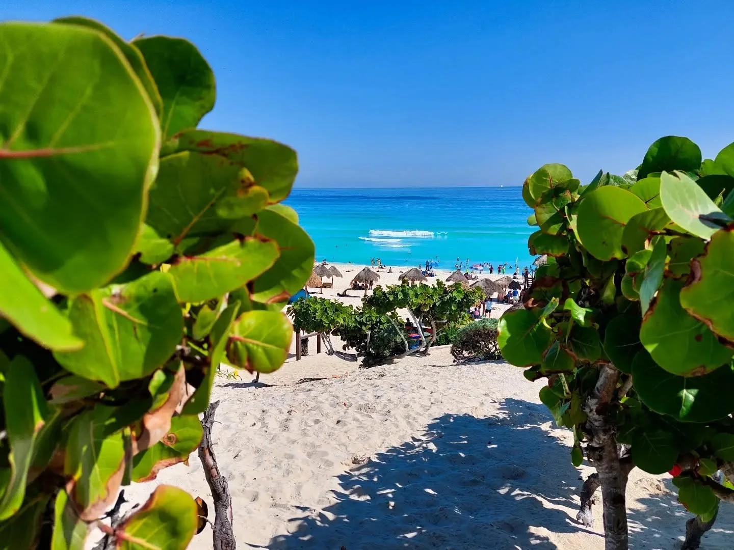 A view of Playa Delfines framed by coastal vegetation.